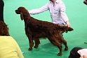 Crufts2011 611